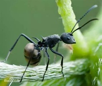 拟黑多刺蚁 宠物蚂蚁蚂蚁活体蚂蚁工坊生日礼物科普教育