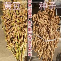 超级千斤豆黄豆种子早黄豆种子农家自种大豆种籽特大高产早熟