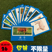 昆虫动物图片儿童早教用品一年级常见认知卡片幼儿园益智教具包邮