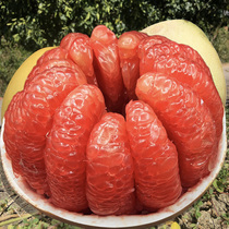 福建省漳州平和三红蜜柚子冰糖心老树柚20斤袋装现摘现发应季水果