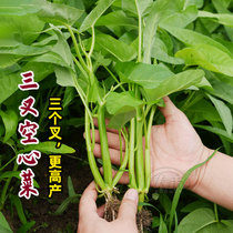 超级三叉菜空心菜种子种籽苗四季菜苗带根种植菜种蔬菜菜籽孑水