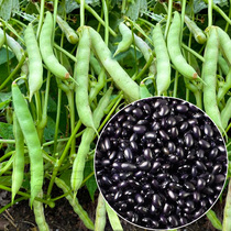小粒大粒黑豆种子种籽杂粮春夏四季豆无架豆孑子四季高产黑豆种