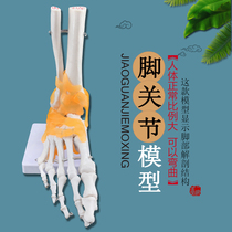 自然大脚关节模型踝关节模型人体骨骼足部模型教学培训专用人