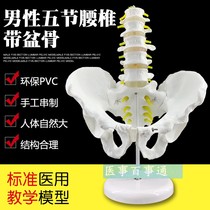 自然大五节腰椎带盆骨模型 人体骨骼模型 医用教具 腰椎模型包邮