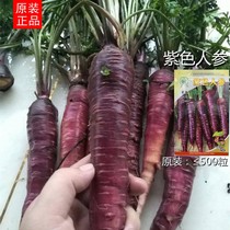 紫色胡萝卜种子  紫玉人参胡萝卜种子特色紫胡萝卜种子蔬菜果甜瓜