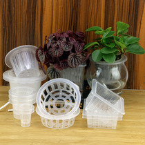 定植篮水培花盆加深自动吸水玻璃花瓶盆水养植物大固根定植器通用