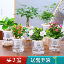 绿萝栀子花家庭盆栽办公室内桌面小绿植家用水培花卉四季好养植物