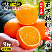 秭归伦晚脐橙9斤新鲜春橙当季水果整箱大果手剥现摘果冻甜橙子10