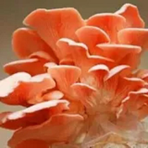 食用菌红平菇菌种玫瑰菇菌包家庭多肉植物阳台种植