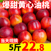 黄心油桃现货5斤新鲜水果应当季孕妇现摘脆甜大桃子整箱