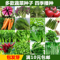 蔬菜种子鸡毛菜菠菜小葱香菜秋葵黄瓜豆角西红柿番茄四季播易种