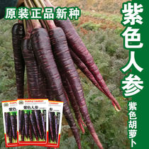 紫色人参紫色胡萝卜种子大田菜园高产甜脆紫色胡萝卜蔬菜种子
