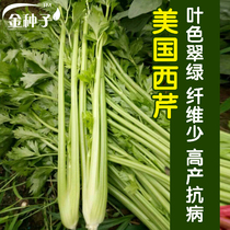 夏季芹菜种子 高产西芹 阳台蔬菜种子四季西芹 香芹种子 60天成熟