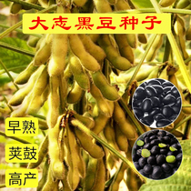 大粒黑豆种子 春季夏季蔬菜种子 粗粮豆角豆子种子易种植口感好吃