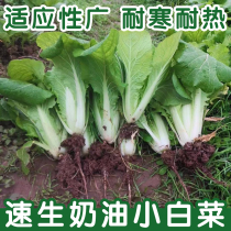 奶油小白菜种子耐热速生快菜种子早熟小青菜阳台盆栽四季蔬菜种籽