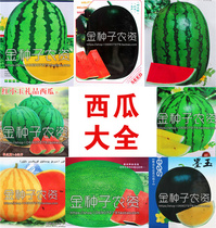 巨型西瓜种子 特大懒汉西瓜种子 高糖礼品西瓜四季水果种子超甜
