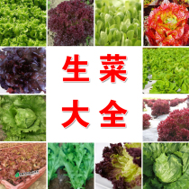 四季可种阳台蔬菜种子意大利奶油生菜玻璃生菜紫叶沙拉菜种籽大全