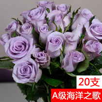 A级海洋之歌紫色玫瑰鲜花云南直发花卉市场昆明基地插花花束斗南