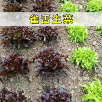 雀舌生菜种子绿紫叶红叶孔雀菜种籽阳台专用冬季四季盆栽蔬菜菜孑