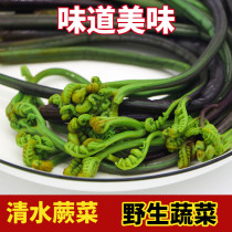 东北野生山野菜蕨菜长白山特产绿色食品袋装保鲜750克新菜