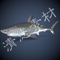 3dmax c4d写实鲨鱼模型海洋动物带伤疤骨骼绑定动画 fbx格式429