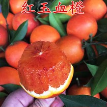 新品种无核脐橙嫁接橙子树苗全红心血橙苗晚熟红玉血橙苗当年结果