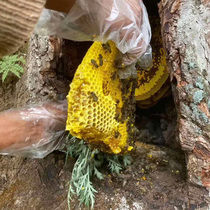 云南高山树洞农家自产营养土蜂原蜜纯正天然野生百花蜂巢蜜嚼着吃