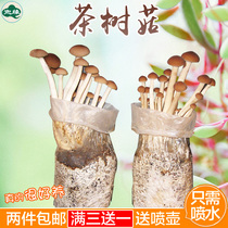 茶树菇菌包菌棒菌种包食用蘑菇农产品绿色蘑菇菌种子