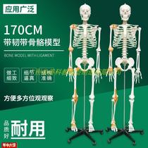 170cm人体骨骼l模型附半边韧解剖博物馆骨科教学医用骷髅骨架标本