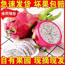 越南白心火龙果新鲜包邮3/10/5斤热带进口孕妇水果当季白色肉