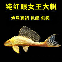 清道夫鱼大型热带鱼活体红眼女王大帆鱼缸清洁工除藻清理垃圾鱼食