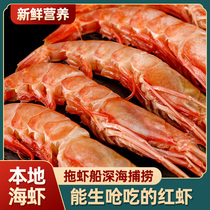 舟山特产新鲜大头红虾中华管鞭虾海虾鲜活冰虾可生腌一斤40只左右