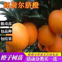 橙子树苗嫁接特大四川重庆爱媛38果冻橙苗南方种植当年结果脐橙苗