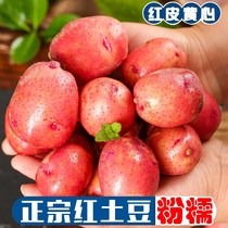 云南高山农家红皮黄心粉糯土豆10斤新鲜包邮红心马铃薯老品种蔬菜