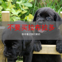 纯种拉布拉多幼犬活体宠物狗狗奶白色米白色米黄黑色导盲犬大型犬