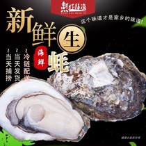 湛江特产生蚝鲜活带壳新鲜海鲜水产生吃牡蛎即食海蛎子整箱10斤