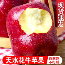 甘肃天水花牛苹果10斤新鲜当季水果整箱红蛇粉面平果脆甜红平安果