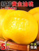 黄金油桃5斤装新鲜水果应当季孕妇水蜜挑时令扁桃脆甜整箱3