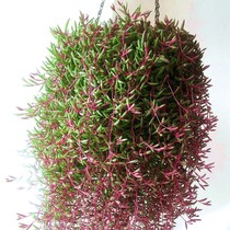 紫玄月多肉植物组合吊兰盆栽佛珠情人泪阳台桌面垂吊绿植花卉好养
