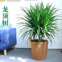 龙须树盆栽室内客厅办公室大型绿植净化空气龙血树盆景四季常青养