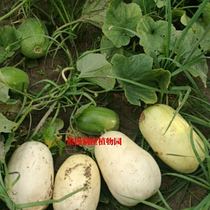 农家传统种子长白香瓜种子老种子非转基因 非杂交可留种农村种子