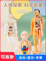 人体骨骼模型可拆卸结构内脏儿童仿真骨架立体美术医学生教学解剖