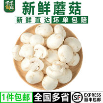 新鲜蘑菇250-2500g 口蘑食用菌菇白蘑菇 口菇 双孢菇煲汤炒菜