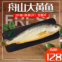 舟山深水大黄鱼新鲜海鲜东海水产鲜活半野生黄花鱼生鲜1斤/条 2条