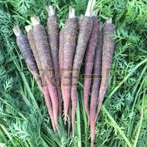 紫黑色胡萝卜种的子种籽抗氧化紫人参水果春盆栽蔬季菜种孑四季播