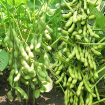 毛豆种子种籽孑黄豆大豆高产四季豆种春季特早熟早大粒自种发豆芽