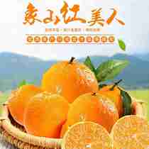 象山高塘红美人柑橘5/10斤果冻橙当季新鲜水果