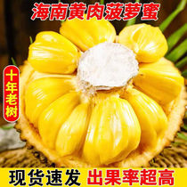 海南三亚正宗黄肉菠萝蜜应当季热带新鲜水果老树菠萝蜜特产包邮