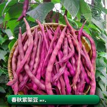 紫架豆红四季豆角种种植种子子阳台大全孑芸豆籽子蔬菜 籽种类种