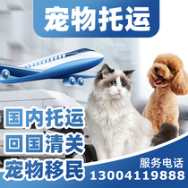 宠物托运服务全国猫狗空运上海北京广州深圳专车运输国际快递邮寄